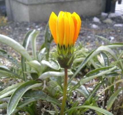 c0204188_1335215.jpg