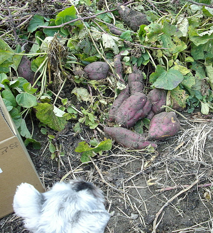 c0138198_12581824.jpg