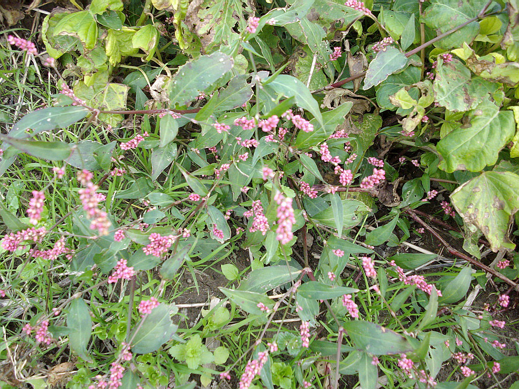 c0138198_1417176.jpg