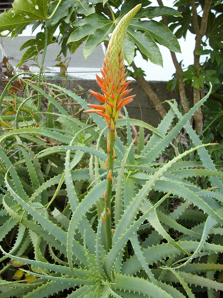 c0138198_142835.jpg