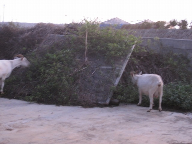 e0183804_105434.jpg