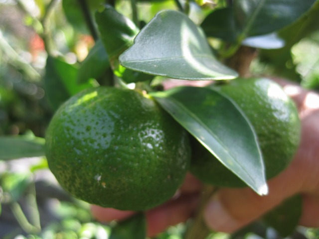 e0183804_134139.jpg
