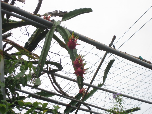 e0183804_3152892.jpg