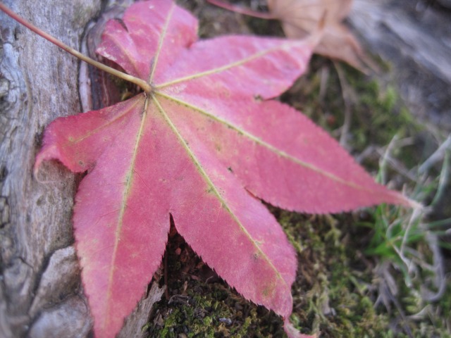 e0183804_646662.jpg