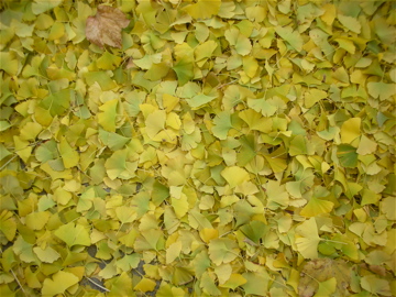 c0145209_2112148.jpg