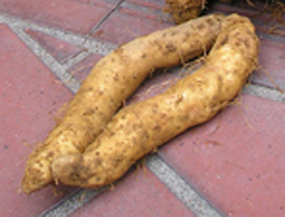a0019212_12305524.jpg