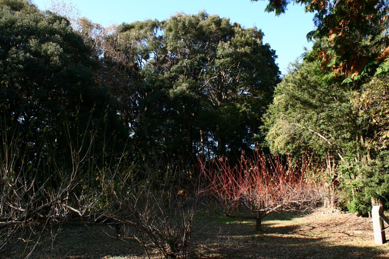 d0079764_155627.jpg