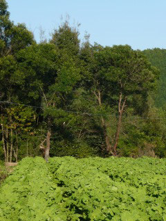 f0055264_017257.jpg