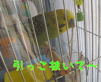 f0196665_039593.jpg