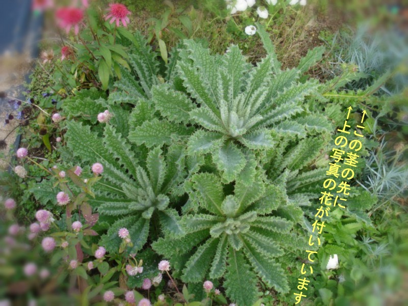 f0165677_21575471.jpg