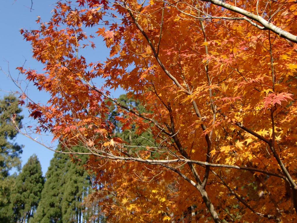 b0029694_11243748.jpg