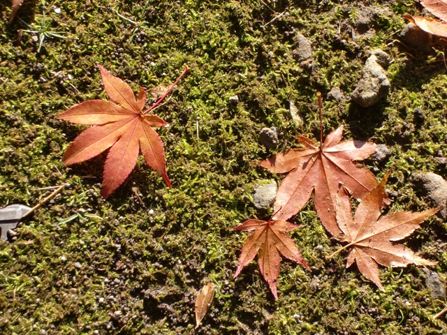 b0029694_11254110.jpg
