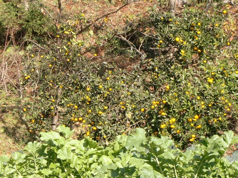 b0029694_1234484.jpg