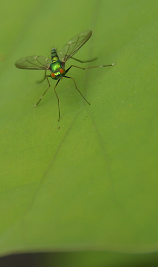 d0042827_12564562.jpg