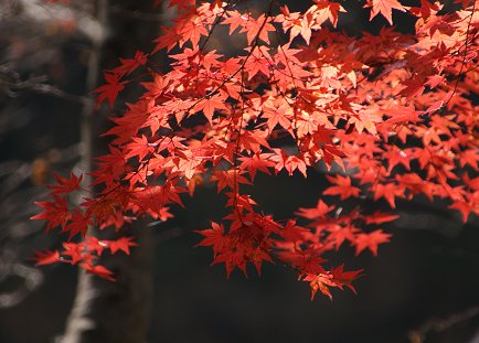 a0039366_0393220.jpg