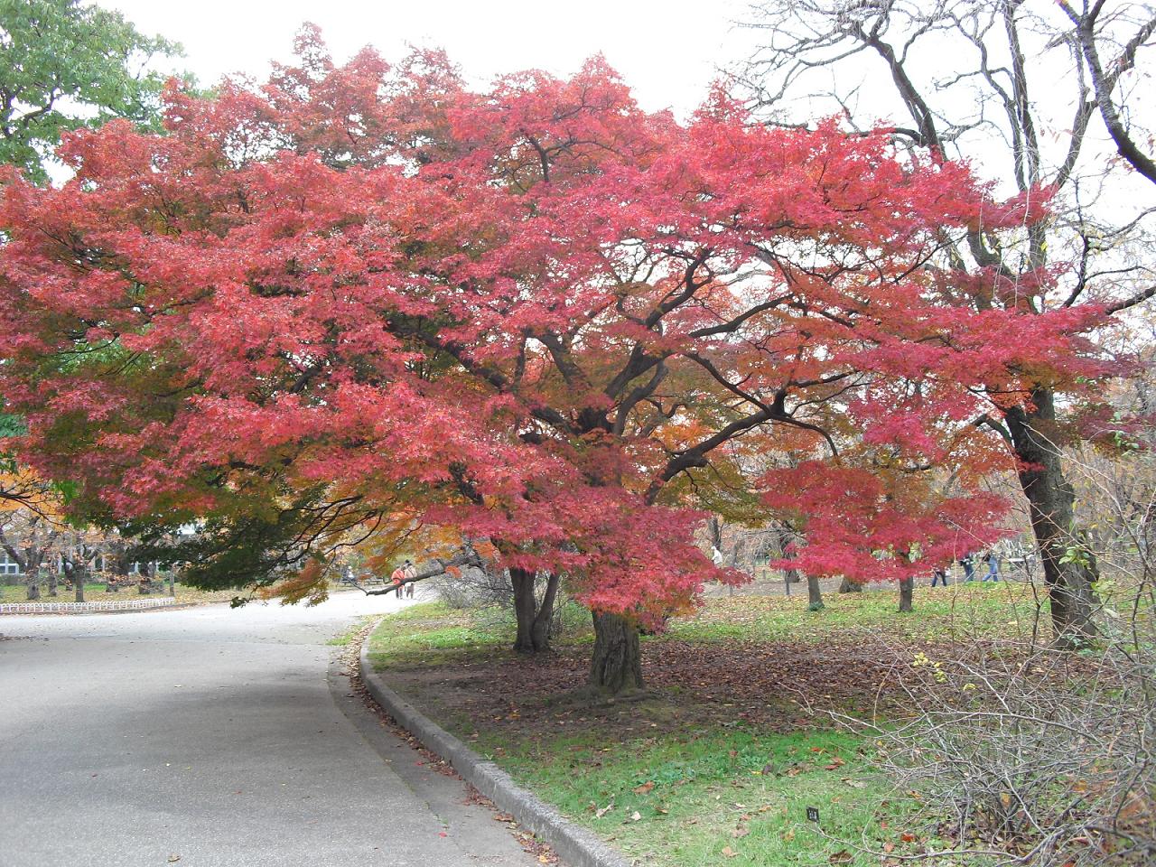c0213470_4505473.jpg