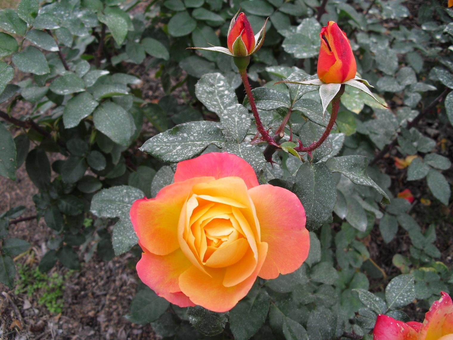 c0213470_4515016.jpg