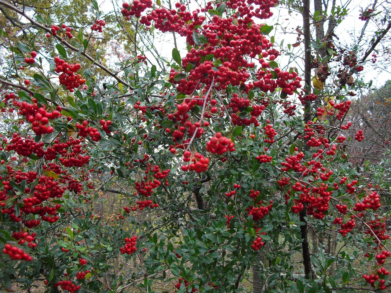 c0213470_5175452.jpg