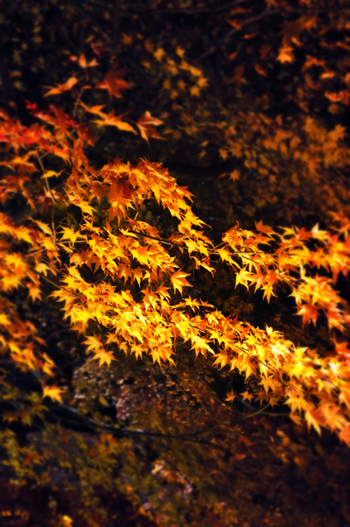 c0187782_2046963.jpg