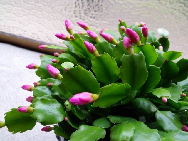 e0025300_1675540.jpg