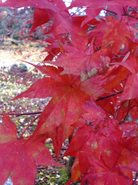 e0099212_2029391.jpg
