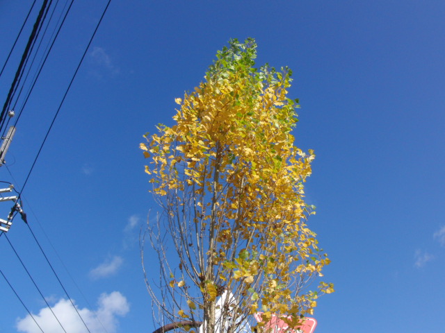 f0111128_0255315.jpg