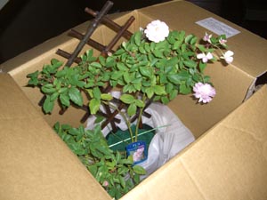 e0110940_0575681.jpg