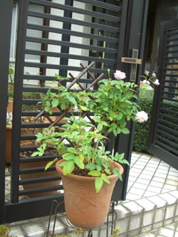 e0110940_131848.jpg