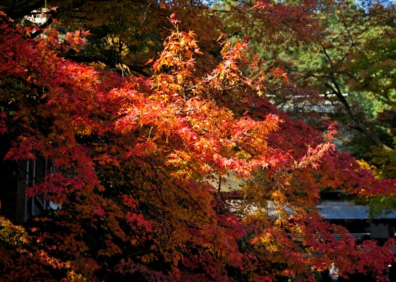 b0131167_12243948.jpg