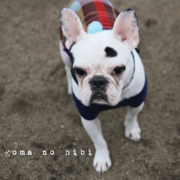 b0180085_21415548.gif