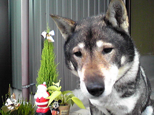 f0079202_1157317.jpg