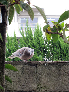 e0156015_12455917.jpg