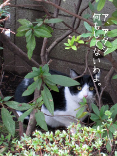 e0156015_1247639.jpg