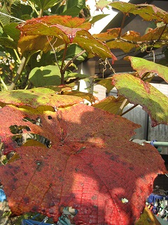f0139520_21164747.jpg