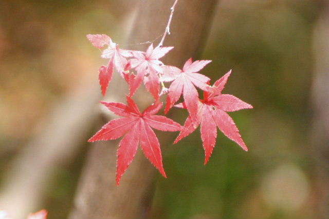 e0064133_9345028.jpg