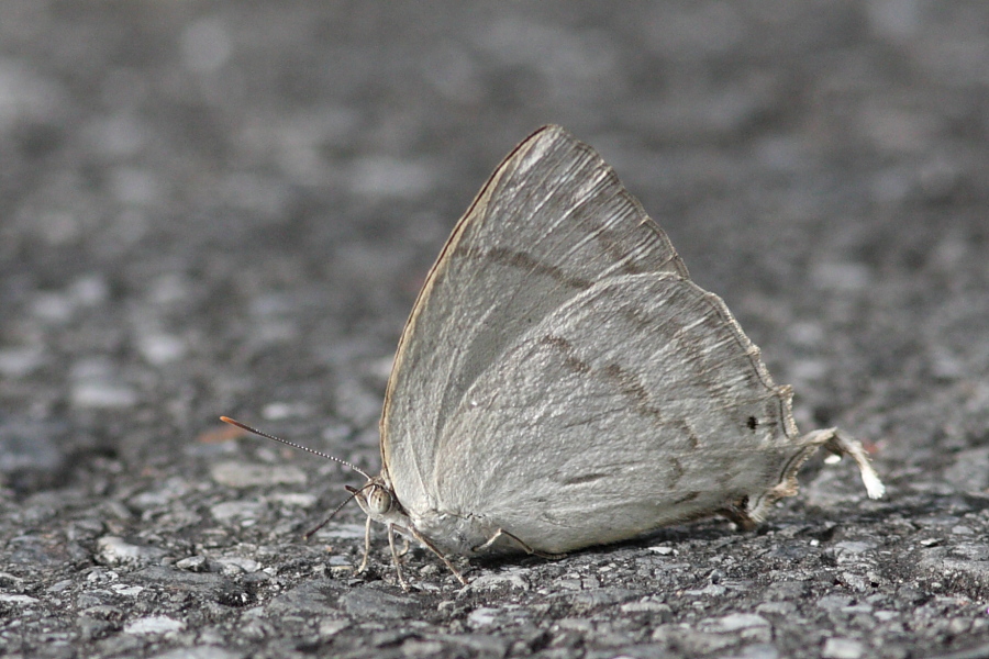 a0094850_7503895.jpg