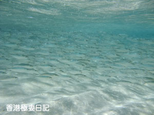 f0190653_8525178.jpg