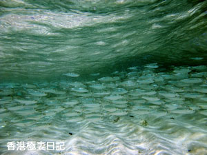 f0190653_853248.jpg