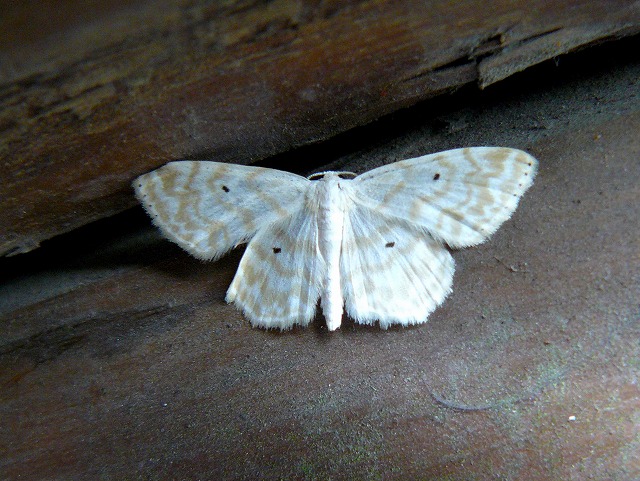 d0019074_11261014.jpg