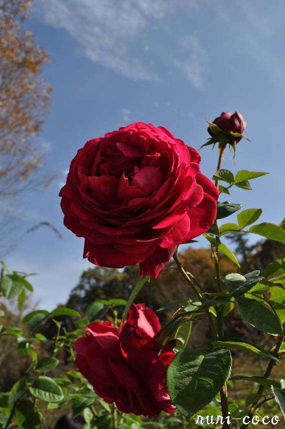 c0221784_1452658.jpg