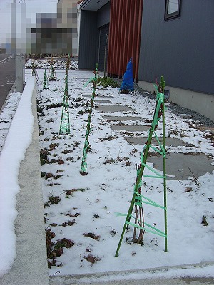 f0205733_0414395.jpg