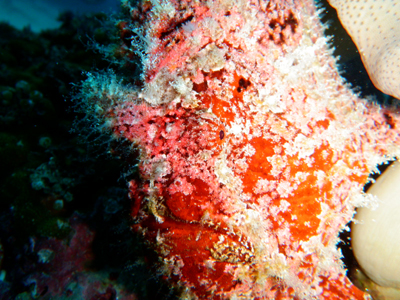 d0065247_1432913.jpg