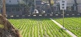 e0041168_11515365.jpg