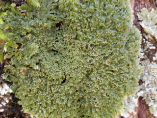 d0134473_154947100.jpg