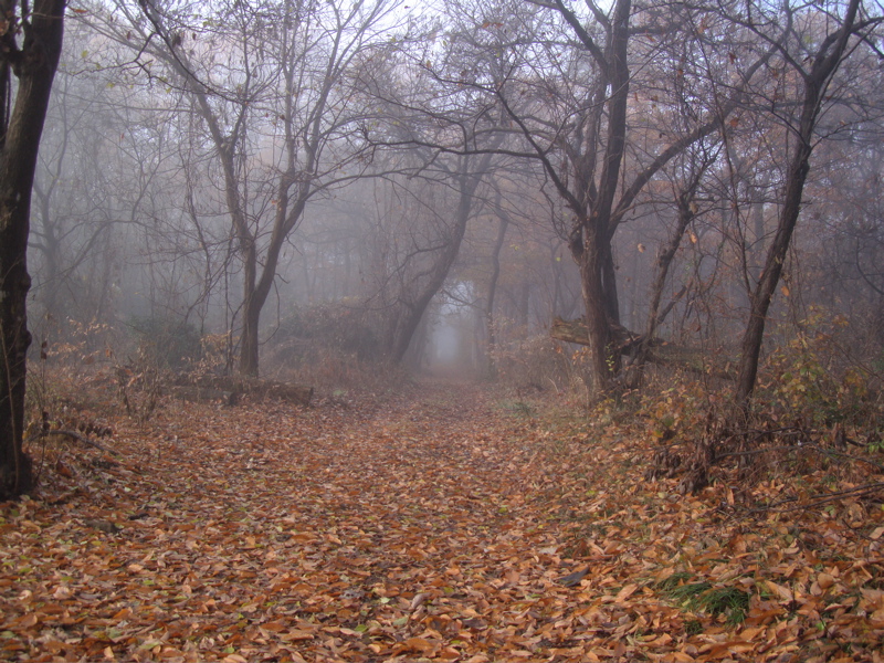 e0015377_20451543.jpg