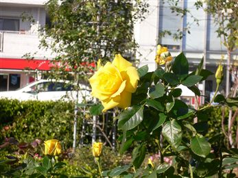 f0001378_22114341.jpg