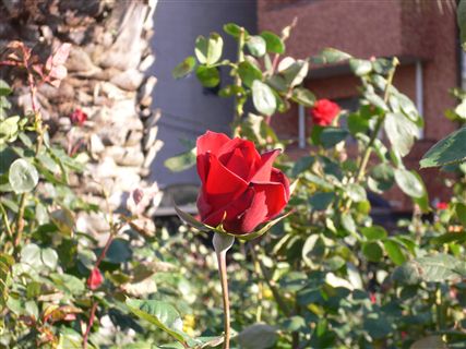 f0001378_22715.jpg
