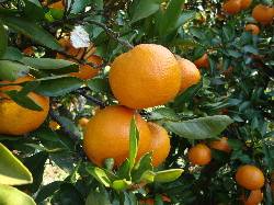 e0150087_19421772.jpg