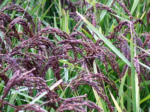 a0000029_23153380.jpg