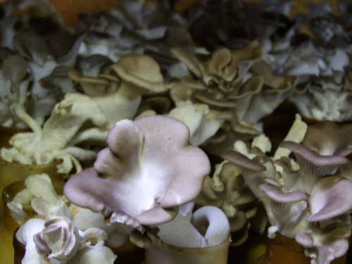 a0000029_23513553.jpg